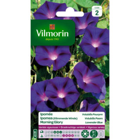 Ipomée Pourpre Vilmorin - Semences de Fleurs Grimpantes Annuelles