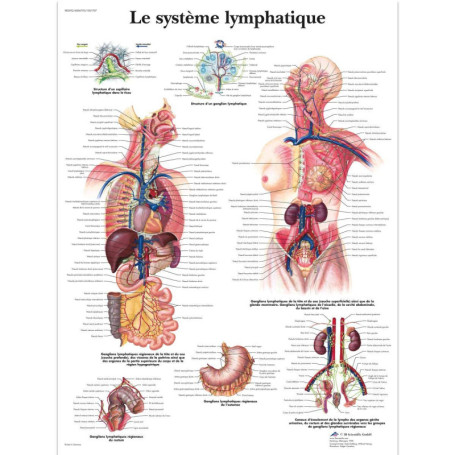 Affiche Laminée du Système Lymphatique Humain - 3B Scientific