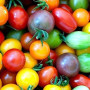 100 Graines de Tomates Cerises Arc-en-Ciel - Mélange Coloré pour Jardin