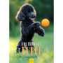 Calendrier mural caniche 2026 - Edition Seidel A3