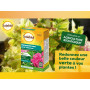 SOLABIOL Séquestrène Anti Chlorose - 100g - Jusqu'à 50L De Solution - Résultats Visibles Rapidement - Action Longue Durée - Pour