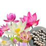 30 pcs. Premium graines de fleurs de lotus 3 couleurs Bonsai graines de lotus Nelumbo nucifera étang jardin plante aquatique
