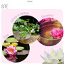 30 pcs. Premium graines de fleurs de lotus 3 couleurs Bonsai graines de lotus Nelumbo nucifera étang jardin plante aquatique