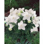 50 Graines Semences - Clochette Chinoise - Ballon Blanc - platycodon grandiflorus blanc - Maison Jardon Fleur - Plante Vivace -