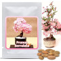 Graines de Cerisier du Japon (Prunus serrulata) 10 Pcs - Sakura Rose Arbre d'ornement rustique – Rêve floral pour jardin et Bons