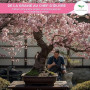 Graines de Cerisier du Japon (Prunus serrulata) 10 Pcs - Sakura Rose Arbre d'ornement rustique – Rêve floral pour jardin et Bons