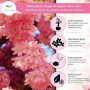 Graines de Cerisier du Japon (Prunus serrulata) 10 Pcs - Sakura Rose Arbre d'ornement rustique – Rêve floral pour jardin et Bons