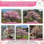Graines de Cerisier du Japon (Prunus serrulata) 10 Pcs - Sakura Rose Arbre d'ornement rustique – Rêve floral pour jardin et Bons
