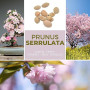 Graines de Cerisier du Japon (Prunus serrulata) 10 Pcs - Sakura Rose Arbre d'ornement rustique – Rêve floral pour jardin et Bons