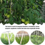 YeahBoom Crochet de Support de Tomate,50 Pièces Crochet de Tomates de Jardint avec 10m de Corde et 100 Pièces Clips de Support,C