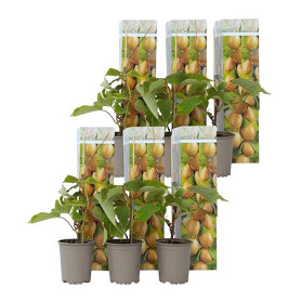 Plant in a Box - Kiwi Actinidia 'Jenny' - Set de 6 - Buisson de kiwis - Pot 9cm - Hauteur 20-40cm