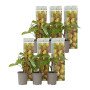 Plant in a Box - Kiwi Actinidia 'Jenny' - Set de 6 - Buisson de kiwis - Pot 9cm - Hauteur 20-40cm