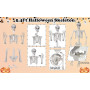 SIFOEL Squelette d'halloween - 165 cm - Taille réaliste - Squelette Humain - avec articulations Mobiles - Décoration de Maison h