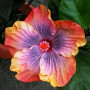 Benoon Graines D'hibiscus, 50 Pièces/Sac Graines D'hibiscus Fleur Tropicale Décor à La Maison Vivace En Pot Bonsaï Graines De Pl