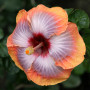Benoon Graines D'hibiscus, 50 Pièces/Sac Graines D'hibiscus Fleur Tropicale Décor à La Maison Vivace En Pot Bonsaï Graines De Pl