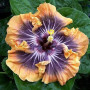 Benoon Graines D'hibiscus, 50 Pièces/Sac Graines D'hibiscus Fleur Tropicale Décor à La Maison Vivace En Pot Bonsaï Graines De Pl