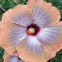 Benoon Graines D'hibiscus, 50 Pièces/Sac Graines D'hibiscus Fleur Tropicale Décor à La Maison Vivace En Pot Bonsaï Graines De Pl