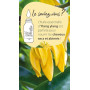 Pranarôm - Les Diffusables Bien Chez Soi - Mélange Huiles Essentielles pour Diffuseur - Cocooning - Ylang-Ylang Et Rose de Damas
