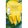 Pranarôm - Les Diffusables Bien Chez Soi - Mélange Huiles Essentielles pour Diffuseur - Cocooning - Ylang-Ylang Et Rose de Damas