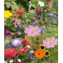 100 Graines Mélange Fleurs Gazon Jardin Japonais - 26 Espèces Mélangées - Centaurée - Lin etc... - 326