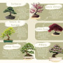 CULTIVEA® Mini Kit Prêt à Pousser 6 Bonsaï - Jardinez et décorez - Idée Cadeau (Red Mapple, Chinese Cercis, Albizia, Cornus Kous