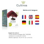 CULTIVEA® Mini Kit Prêt à Pousser 6 Bonsaï - Jardinez et décorez - Idée Cadeau (Red Mapple, Chinese Cercis, Albizia, Cornus Kous