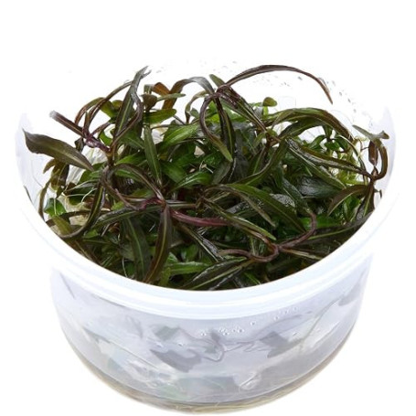 Tropica 1-2-GROW! Hygrophila Araguaia - In-Vitro Aquariumpflanze